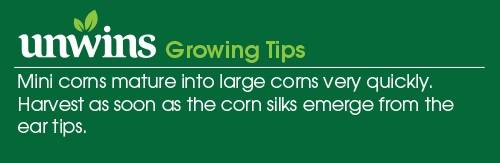 Sweet Corn Mini Pop F1 Seeds Unwins Growing Tips